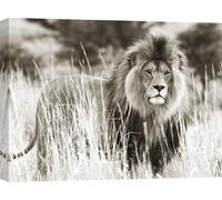 Tableau sur toile - Lion dans la savane - 100x70 cm