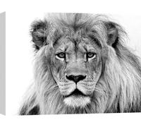 Tableau sur toile, lion majestueux - 60x40 cm