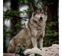 Tableau sur toile loup 65x65 cm CEANOTHE Décoration Murale Art Décoratif Muraux Peinture Imprimée en HD Salon Chambre Bureau Fabriqué en France Gris G