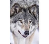 Tableau sur toile loup blanc 30x45 cm CEANOTHE Décoration Murale Art Décoratif Muraux Peinture Imprimée en HD Salon Chambre Bureau Fabriqué en France Gris G