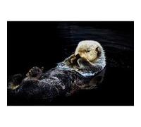 Tableau sur toile loutre 30x45 cm CEANOTHE Décoration Murale Art Décoratif Muraux Peinture Imprimée en HD Salon Chambre Bureau Fabriqué en France Noir G