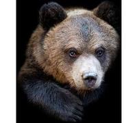 Tableau sur toile ours sombre 45x45 cm CEANOTHE Décoration Murale Art Décoratif Muraux Peinture Imprimée en HD Salon Chambre Bureau Fabriqué en France Marron G