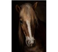 Tableau sur toile portrait cheval 65x97 cm CEANOTHE Décoration Murale Art Décoratif Muraux Peinture Imprimée en HD Salon Chambre Bureau Fabriqué en France Marron G