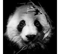 Tableau sur toile portrait panda 90x90 cm CEANOTHE Décoration Murale Art Décoratif Muraux Peinture Imprimée en HD Salon Chambre Bureau Fabriqué en France Noir G