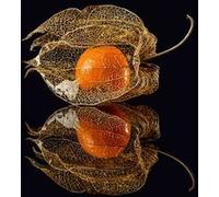 Tableau sur verre l'art du goût 30x30 cm CEANOTHE Décoration Murale Art Décoratif Muraux Peinture Imprimée en HD Salon Chambre Bureau Fabriqué en France Orange G