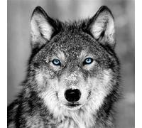 Tableau sur verre loup aux yeux bleus 30x30 cm CEANOTHE Décoration Murale Art Décoratif Muraux Peinture Imprimée en HD Salon Chambre Bureau Fabriqué en France Noir & Blanc G