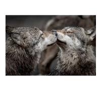 Tableau sur verre synthétique bisou de loups 80x120 cm CEANOTHE Décoration Murale Art Décoratif Muraux Peinture Imprimée en HD Salon Chambre Bureau Fabriqué en France Gris G