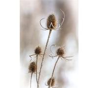 Tableau sur verre synthétique chardon hivernal 65x97 cm CEANOTHE Décoration Murale Art Décoratif Muraux Peinture Imprimée en HD Salon Chambre Bureau Fabriqué en France Blanc G