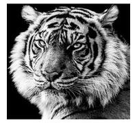 Tableau sur verre synthétique portrait de tigre en noir et blanc 90x90 cm CEANOTHE Décoration Murale Art Décoratif Muraux Peinture Imprimée en HD Salon Chambre Bureau Fabriqué en France Noir & blanc G