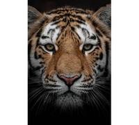 Tableau sur verre synthétique portrait d'un tigre 65x97 cm CEANOTHE Décoration Murale Art Décoratif Muraux Peinture Imprimée en HD Salon Chambre Bureau Fabriqué en France Noir G