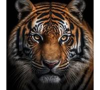 Tableau sur verre synthétique zoom sur un tigre 90x90 cm CEANOTHE Décoration Murale Art Décoratif Muraux Peinture Imprimée en HD Salon Chambre Bureau Fabriqué en France Orange