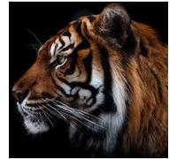 Ceanothe Tableau sur verre tigre de face 30x30 cm - Impression Image Haute Définition Pour Décoration Murale avec Finition Brillante Fabriqué en France