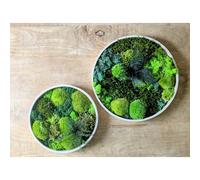 Tableau végétal naturel rond en mousse stabilisée - lot de 2- canopé