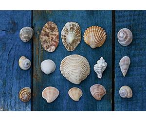 Tableau verre acrylique XXL COLLECTION DE COQUILLAGES 130 x 90 cm | Déco murale design Scenolia | Fabriqué en France