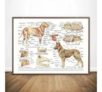 Tableaux, Posters,Mur Art Muscles Organes Du Chien Anatomie Animale Pathologie Affiche Impressions Peinture Toile Salon Mur Art Photo Décor À La Maison Peintures Peintures Murales Affiches - 40X60Cm