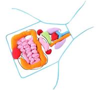 Tablier Transparent Pour Le Développement Des Organes, Ustensiles Pour La Sensibilisation Scientifique, Anatomie Tridimensionnelle, Jouet, Parties Du Corps, Pour L'école Préscolaire