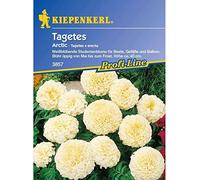 Tagetes erecta Arctic Blanc