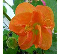 Taglio Taglio Abutilon Orange Tropic