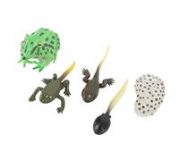 Taidda Ensemble de Modèles de Cycle de Croissance de Têtard, Figurines Réalistes et Détaillées du Cycle de Vie de Têtard en PVC, Outil d'apprentissage éducatif pour Enfants, 5 Pièces