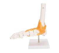 Taidda Modèle D'os D'articulation de Pied Humain 1:1 avec Ligaments pour L'éducation Médicale et L'explication Médecin-patient, Matériau PVC de Haute qualité