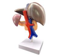 Taille réelle 1:1 Foie humain Duodénum Anatomie du corps humain Modèle médical Ressources d'enseignement anatomiques Fournitures