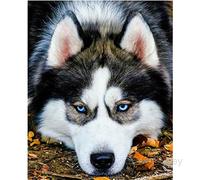 Tainrun DIY Broderie Diamant Kit Complet,Chien husky 5D Diamond Painting Kit Complet,Diamant Painting Complet Kit, Diamant Peinture Diamant Arts Craft pour Maison Décoration Round Drill,40x50cm