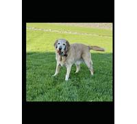 Take A Lesson From Little Dog: A Tribute to Satch