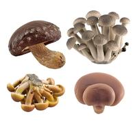 Takingup Figurines de Champignons, Ensemble de 4 Figurines Champignons réalistes, décoration éducative écologique, projets scientifiques