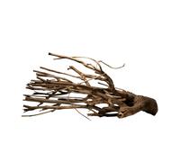 Talawa bois L (50-70 cm)