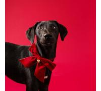 Talking Tables Bandana en Velours Rouge pour Chien et Chat avec Clochette dorée, Accessoire Festif pour Chats et Chiens, fête de Noël ou Cadeau