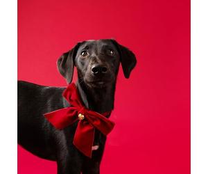 Talking Tables Bandana en Velours Rouge pour Chien et Chat avec Clochette dorée, Accessoire Festif pour Chats et Chiens, fête de Noël ou Cadeau