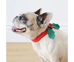 Talking Tables Collier pour chien avec feuilles de houx BC-HOUND-HOL-DRES