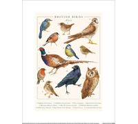 Tall Boy Prints - imprimé "British Birds", papier PM12170 (40 cm x 30 cm) (Coloré)