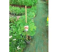 Tamarindus (Tamarindus indica), datte indienne/datte aigre jeune arbre