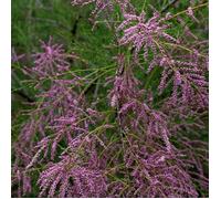 Tamaris à petites fleurs africana, Tamarix