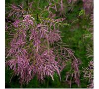 Tamaris à petites fleurs tetrandra