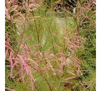 Tamaris d’été 'Pink Cascade' - Tamarix ramosissima 'Pink Cascade' 60-80 cm pot | Arbuste décoratif, fleurs roses plumeuses, idéal haie & jardin sec