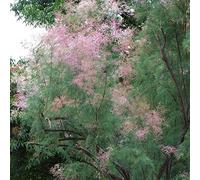 Tamarix Ramosissima 'Pink Cascade'- Tamaris d'été 'Pink Cascade' 60-80 cm en conteneur