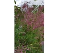 Tamarix ramosissima 'Pink Cascade' / Tamaris d'été rose/Conteneur de 3 à 4 litres