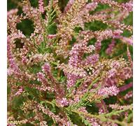 Tamarix Tetrandra- Tamaris de printemps 60-80 cm en conteneur