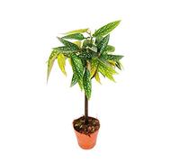 Tamaya Begonia - Begonia albopicta - Tronc de bégonia - pot de 9cm