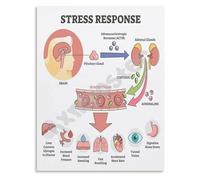 TAMDDBPJD Science Classroom Poster Stress Response System Biology Nervous System Chart Educational Canvas Art Print for School and Library(Unframed,12x18inch(30x45cm))