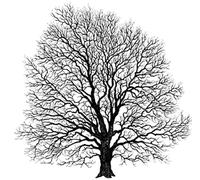Tampon Arbre - 100x100 Mm -Bois