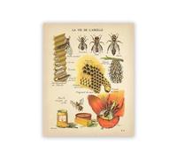 TANYANG Affiche Murale Avec Imprimés D'Abeilles Antiques, Insectes Naturels, Vintage, Français, Peinture Sur Toile, Diagramme D'Abeille, Tons Sépia, Décor Mural 60X90Cm Sans Cadre