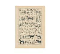 TANYANG Cheval Print Vintage Français Vétérinaire Médical Poster Cheval Anatomie Illustration Mur Art Image Toile Peinture Décoration Murale 50X70Cm Sans Cadre