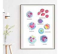 TANYANG Médecin Cellules Sanguines Anatomie Mur Art Médecin Impression Sur Toile Aquarelle Hématologie Peinture Affiche Biologie Décor Médical 30X40Cm Sans Cadre