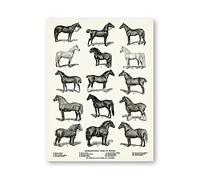 TANYANG Races De Chevaux Types Imprimer Cheval Équestre Art Affiche Ferme Décoration Murale, Carte De Cheval Vintage Art Mur Toile Peinture Image 50X70Cm Sans Cadre
