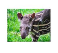 Tapir âgé de Neuf Jours, Gros Plan dans l’Herbe Verte，Puzzle 1000 Pièces, Grand Puzzle en Papier pour Adultes, Jouets Éducatifs Interaction Parent-Enfant Puzzle（50x70cm）-K12