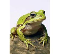 Tapis De Crochet À Point Noué Animal Grenouillekit De Broderie À Nouer Soi-Même Fait À La Main，Kits De Tapisserie Diy Pour Coussins Adultes，Grand Tapis À Crochet De Loquet，Motif Pré-Imp 31x63in