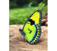 Tapis De Crochet À Point Noué Animal Papillon Vertkit De Broderie À Nouer Soi-Même Fait À La Main，Kits De Tapisserie Diy Pour Coussins Adultes，Grand Tapis À Crochet De Loquet，Motif Pré- 31x63in